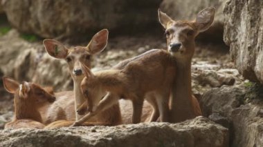 Bir grup geyik kayalık yamacın tepesinde duruyor.
