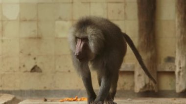 Bir maymun yerde duruyor ve bir şeye bakıyor.
