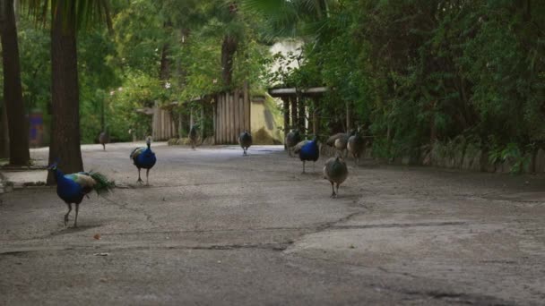 Group Birds Walking Dirt Road — Stock Video