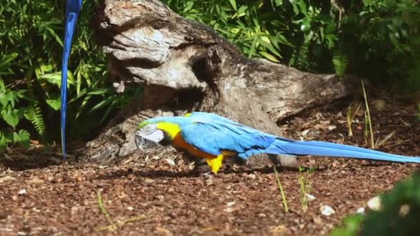 Papagaio Azul Amarelo Chão — Vídeo de Stock
