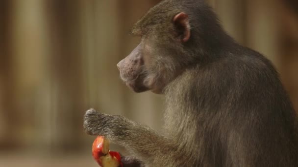Macaco Está Comendo Pedaço Fruta — Vídeo de Stock