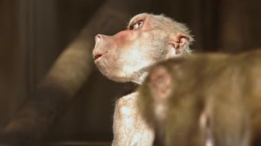 Bir maymunun bir şeye yakından bakması.