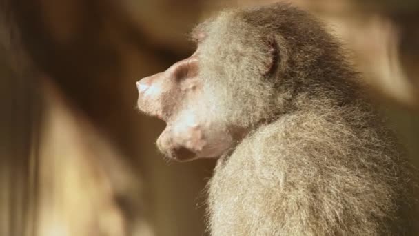 Close Macaco Com Fundo Embaçado — Vídeo de Stock
