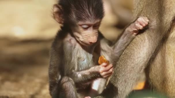Una Scimmietta Che Mangia Pezzo Cibo — Video Stock