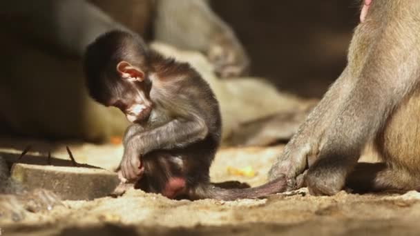 Una Scimmia Bambino Seduto Terra Accanto Una Scimmia Adulta — Video Stock