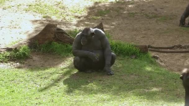 Животные Обезьяна Шимпанзе Сидит Траве Telephoto — стоковое видео
