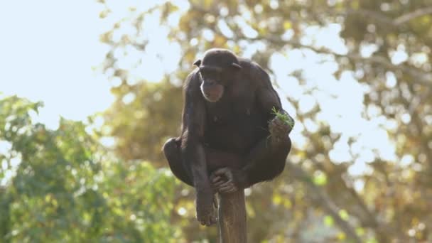 Ένας Χιμπατζής Πίθηκος Κάθεται Πάνω Ένα Ξύλινο Κοντάρι — Αρχείο Βίντεο