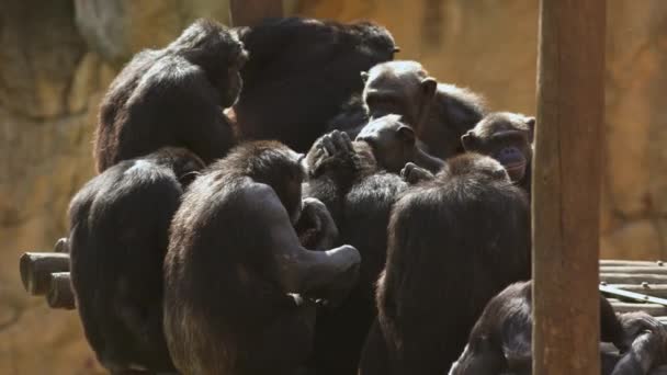 Μια Ομάδα Πιθήκων Χιμπατζήδων Κάθεται Πάνω Ένα Ξύλινο Παγκάκι Τηλεφακό — Αρχείο Βίντεο