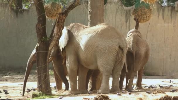 Eine Gruppe Elefanten Steht Nebeneinander Teleaufnahme — Stockvideo