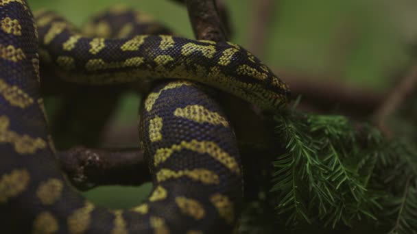 一条蛇在树枝上的近身特写 — 图库视频影像