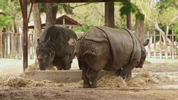 Δύο Ρινόκεροι Τρώνε Σανό Ένα Ζωολογικό Κήπο — Αρχείο Βίντεο
