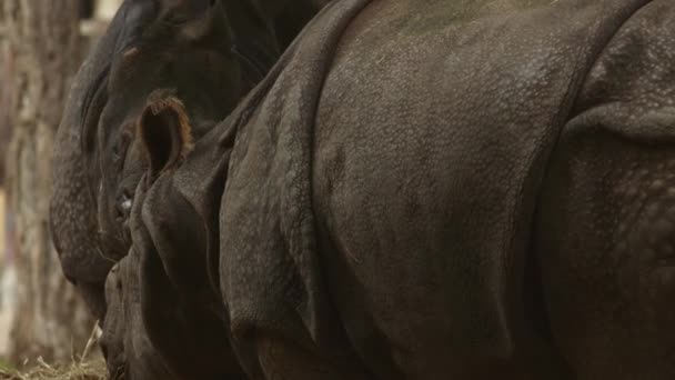 Gros Plan Rhinocéros Mangeant Foin — Video