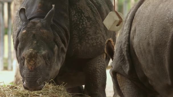 Paio Rinoceronti Uno Accanto All Altro Teleobiettivo — Video Stock