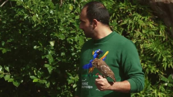 2023年11月9日 リスボン ポルトガル ジャーディム動物園 労働者は小さなピグミーフクロウを示しています テレフォト — ストック動画