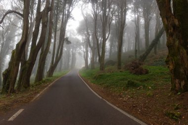 Ormanın ortasında sisli bir yol