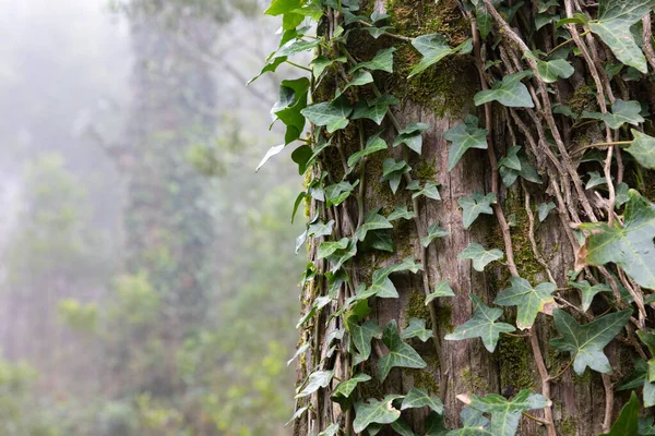 A tree covered in vines in the middle of a forest