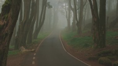Sisli bir ormanın ortasında bir yol