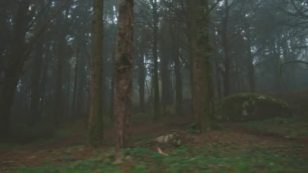 Лес Заполненный Высокими Деревьями Туманный Туман — стоковое видео