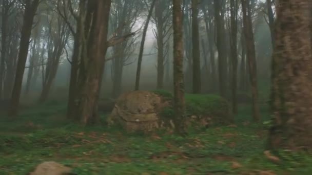 Nebelgrüner Wald Durch Autoscheibe Bäume — Stockvideo