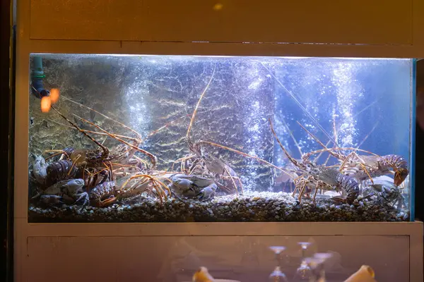 Aquarium in restaurant with living crabs and lobsters - close up