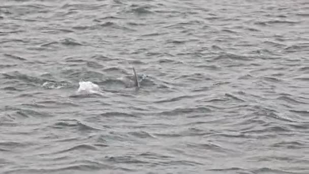 Para Delfinów Butelce Pływa Morzu Podniesionym Ogonem Woda Jest Spokojna — Wideo stockowe