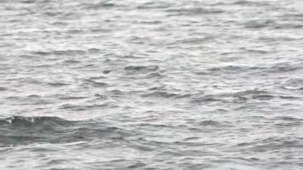 Grand Dauphin Nage Dans Mer Queue Air Eau Est Calme — Video