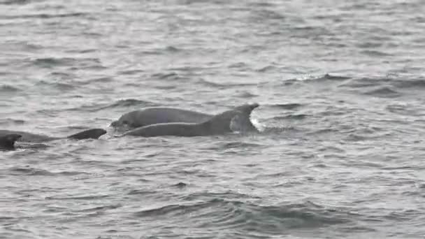 Океане Плавают Дельфины Поднятым Хвостом Вода Спокойная Небо Облачное — стоковое видео