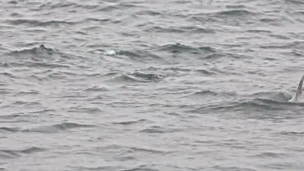 Вид Спереду Дельфінів Плаває Морі Хвостом Вгору Вода Спокійна Небо — стокове відео