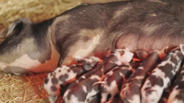 Bir domuz, bir grup domuz yavrusunun yanında yatıyor. Domuzlar annelerinden emziriyorlar.