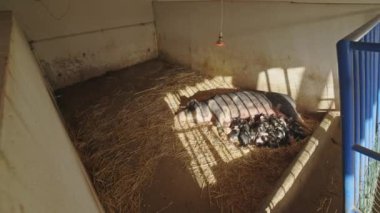 Bir domuz anne bebekleriyle yatıp emziriyor.