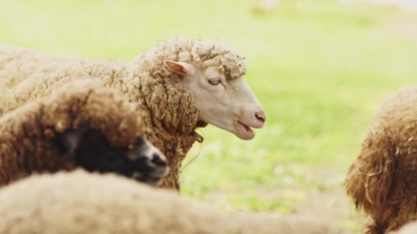 羊の群れが野原で放牧している 一匹の羊がカメラを見ている 羊はすべて異なったサイズおよび色です — ストック動画