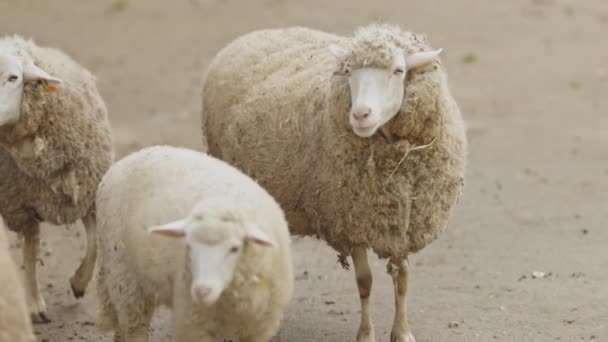 羊の群れが野原に立っている 羊の一人は赤ん坊である — ストック動画