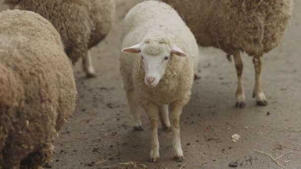 羊が他の羊と一緒に畑に立っている 羊は茶色ではない唯一の羊である — ストック動画