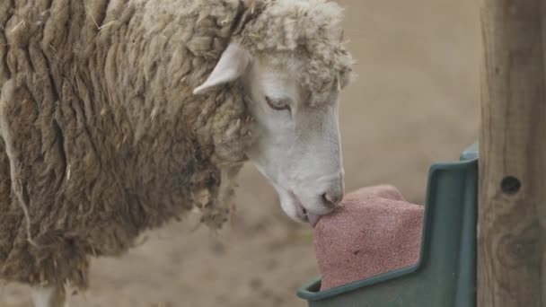 Ovce Olizuje Nádobu Solí Ovce Bílá Nadýchaný Kabát Nádoba Zelená — Stock video