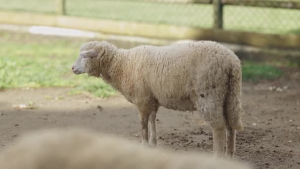 一只羊站在泥土地里 这只羊是白的 脸色苍白 — 图库视频影像