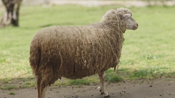 一只羊和草一起站在田野里 这只羊很大 有很多毛 — 图库视频影像