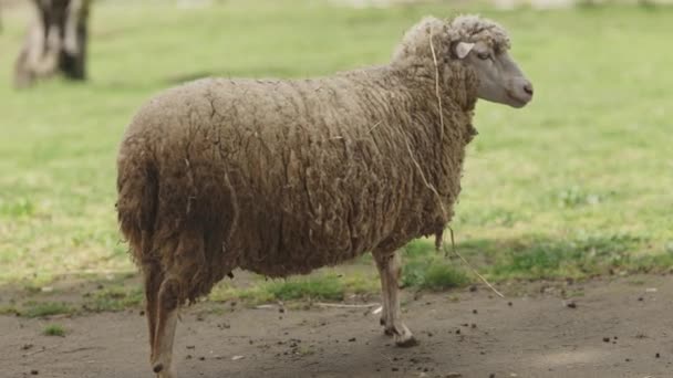 Ein Schaf Läuft Auf Einem Feldweg Das Schaf Ist Groß — Stockvideo