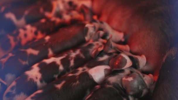 Grupo Lechones Están Amamantando Madre Madre Cerdo Tiene Vientre Grande — Vídeos de Stock