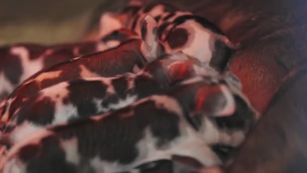 Uma Mãe Porco Está Deitada Com Seus Bebês Amamentando Vista — Vídeo de Stock
