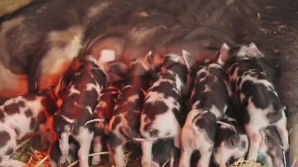 Uma Porca Mãe Está Amamentando Seus Leitões Nove Leitões Total — Vídeo de Stock