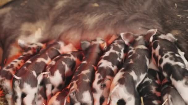 Grupo Lechones Están Amamantando Madre Madre Cerdo Tiene Vientre Grande — Vídeo de stock