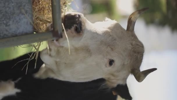 一头奶牛正在从水槽里吃干草 这头牛又白又黑 这幅画的基调是平静祥和的 — 图库视频影像