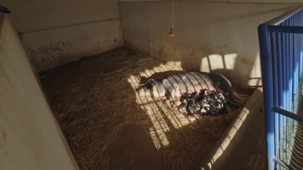 Domuz Anne Domuz Ahırında Yavruları Için Emziriyor — Stok video