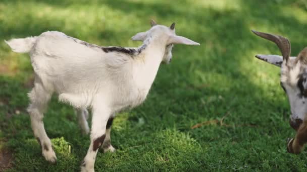 Jovem Casa Criança Cabra Branca Animal Fazenda Grama Verde Telefoto — Vídeo de Stock