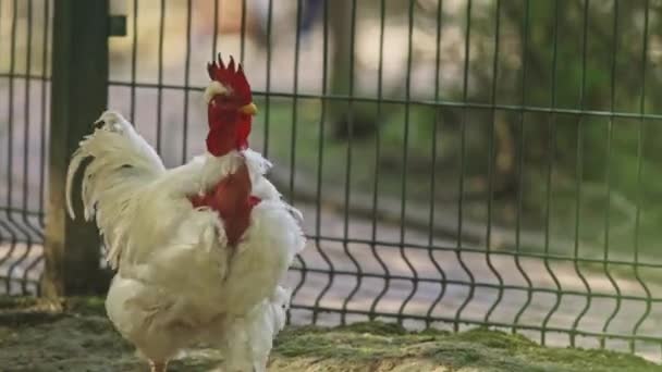Horoz Yaz Gününde Büyük Beyaz Horoz Çiftlik Kuşu Portresi Telefoto — Stok video