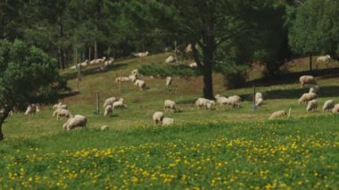 Bir koyun sürüsü çim tarlasında otluyor. Koyunlar tarlanın dört bir yanına dağılmış, bazıları ön plana daha yakın, diğerleri ise daha geride. Çimler yemyeşil.