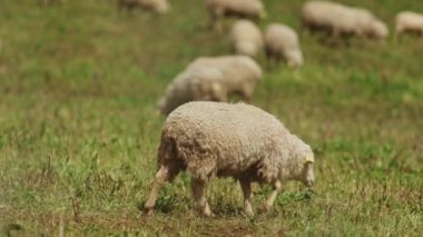 Bir koyun sürüsü bir tarlada otluyor. Koyunlar tarlanın her tarafına dağılmış, bazıları ön plana daha yakın, diğerleri ise daha geri kalmıştır. Çimler uzun ve yeşil