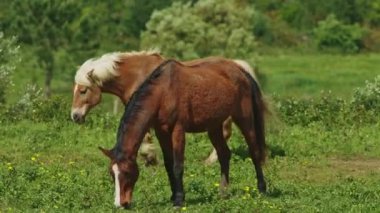Bir tarlada otlayan iki at. Biri kahverengi, diğeri bronz tenli. Çimler yeşil, gökyüzü mavi.