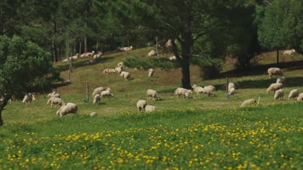 一群羊在草地上吃草 羊散落在田野各处 有的离前景更近 有的则更远 草木茂盛翠绿 — 图库视频影像