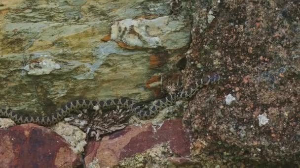 Whipsnake Wąż Czołga Się Skale Kamień Jest Brązowy Szorstką Konsystencję — Wideo stockowe